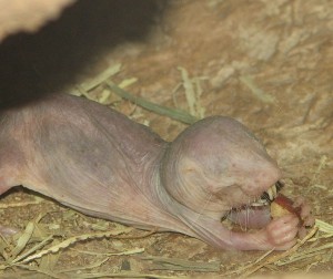 Naked Mole Rat eating. © Trisha M Shears. Public domain.