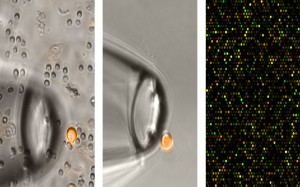 The pictures show the isolation of a breast cancer cell (small circle at left and center) and at right a section of their “molecular portrait.” © Fraunhofer ITEM