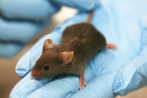 Experiments in mice in which the scientists switched off the production of Tlx in the tumor stem cells promoted a longer survival of the animals. "Blocking Tlx reprograms the tumor stem cells toward a more non-malignant fate," Dr. Liu explains. © Rama. CC BY-SA 2.0 FR.