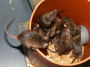 The experiment was carried out with wild-caught mice that were kept in enclosures instead of the usual cages. In this setup the mice build nests, populate them with family groups and females may practice communal rearing of the young. © A. Börsch-Haubold 