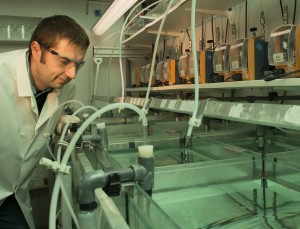 Flow-through facility at Fraunhofer IME. All test aquaria can handle adult animals as well as those at the larval stage. © Fraunhofer IME
