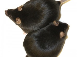  Fat and healthy: Mice that lack the enzyme HO-1, gain weight as the control group with enzyme. However, they remain healthy and live just as long as normal-weight animals. © MPI f. Immunobiology and Epigenetics/ K. Gossens 