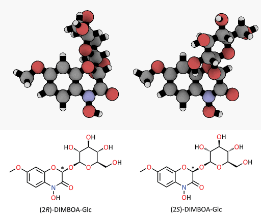 A tiny difference with a great impact: spatial representation of the epimers of the DIMBOA-glucoside. Only the (2R)-DIMBOA-glucoside (left) has a toxic effect on insects. The asterisk marks the chiral center where the configuration changes. © MPI for Chemical Ecology/ Felipe Wouters