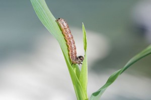 The fall armyworm Spodoptera frugiperda is one of the most important maize pests in North and South America. The name “armyworm” refers to the sudden, massive occurrence of the pest insects that attack crop fields like an entire army once their previous food supply is exhausted. [less] © Anna Schroll 