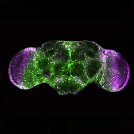  In the fruit fly Drosophila melanogaster, scientists in basic biomedical research can study very well how neurodegeneration works and how nerve cells are damaged. The picture shows the brain of an adult fly (glial cells are stained green, cell nuclei purple). © Dr. Teresa Niccoli, University College London, UK