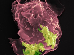 Contact between tuberculosis pathogen and phagocyte (macrophage). The close contact between the pathogen and defense cell enables pigments such as phthiocol to enter the host cell. The recognition by the aryl hydrocarbon receptor leads to the rapid mobilization of defensive measures. © MPI for Infection Biology / Volker Brinkmann