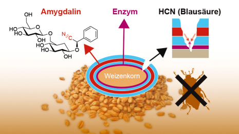 Several layers of polylactic acid surround a wheat grain. An enzyme is embedded in the innermost layer, while the middle layers contain amygdalin. Insects can release these two substances as they feed, leading the enzyme to convert the amygdalin into hydrogen cyanide. This can weaken or kill the insect larvae. (Graphics: ETH Zurich)