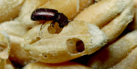 A lesser grain borer on a wheat kernel: a new kind of coating could protect seeds from these beetles and their larvae. © Clemson University - USDA Cooperative Extension Slide Series. CC BY 3.0 US.